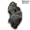 Suzuki Sx4 Starter Med OEM Nr. M000T36071 Fra Suzuki Ophugger